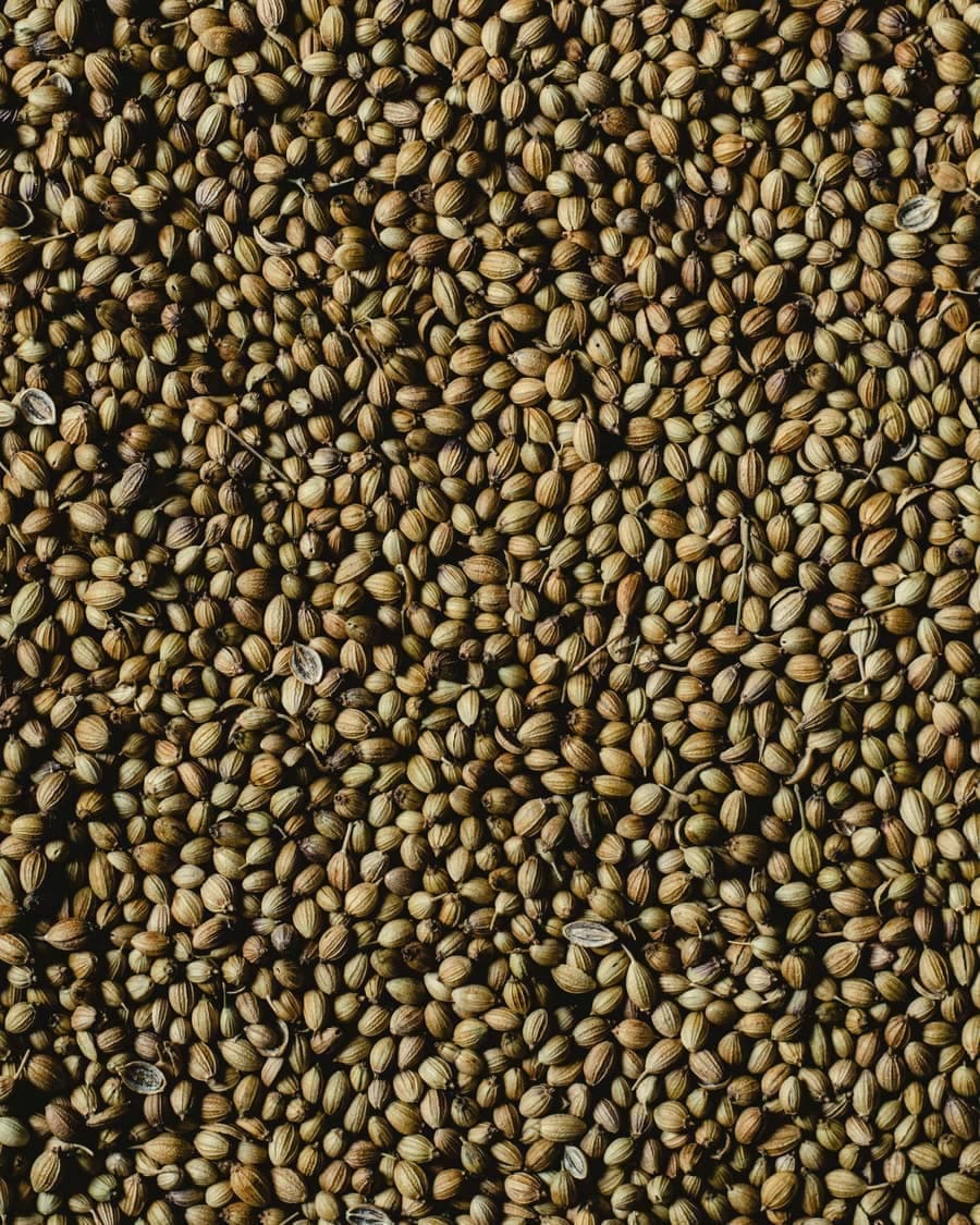 Whole coriander seeds filling the frame